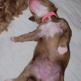 Australian Labradoodle Puppies from Lindsey's Loving Labradoodles