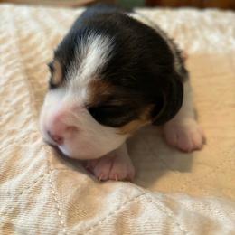 Pink - Black red and white female Beagle puppy in Rockwell, North Carolina from Knockhill Beagles