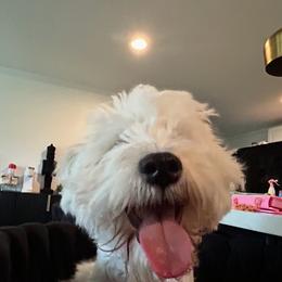 Fletcher - Wheaten male Miniature Schnauzer puppy in Denham Springs, Louisiana from Moonstruck Minis