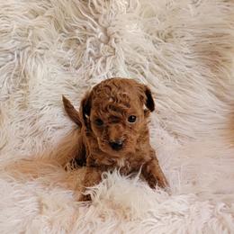 Gilbert - Red  male Poodle puppy in Montrose, Pennsylvania from Tales Of Joy