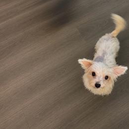 Yorkshire Terrier puppies from Everyonelovesyorkies