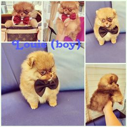 Pomeranian Puppies from Dolcebellezza’s Poms