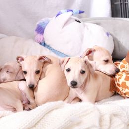 Brussels Griffon and Italian Greyhound Puppies from Adornare Kennels