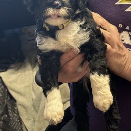 Shimmer - Black and white female Portuguese Water Dog puppy in Severn, Maryland from WiccaBay
