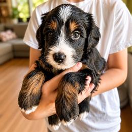 Pearl Jam - Tri-color female Bernedoodle puppy in Little Rock, Arkansas from Darlin’s Doodles