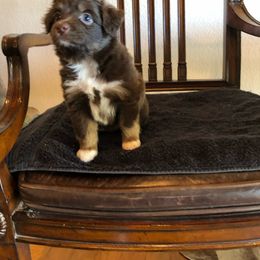 Boy - Red tri-color Miniature American Shepherd puppy in Chatsworth, California from AlwaysAussies