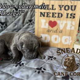 Rhaegal - Gray brindle male Cane Corso puppy in Altoona, Alabama from Snead’s Cane Corso Kennel