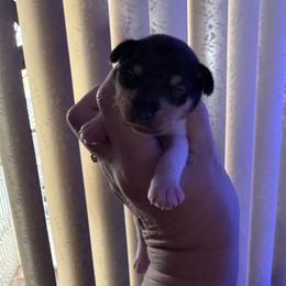 Pup L2 - White black and tan male Toy Fox Terrier puppy in Clermont, Florida from Debbie Hiles's Toy Fox Terriers