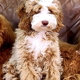 Australian Labradoodles and Goldendoodles from Dew Drop Doodles
