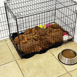 Poodle Puppies from Orange Grounds Poodles