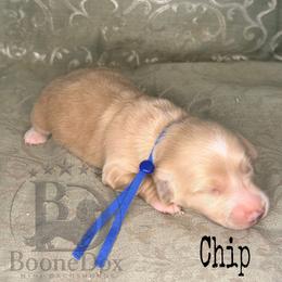 Chip - Cream male Dachshund puppy in Lexington, Oklahoma from BooneDox Miniature Dachshunds