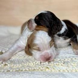 English Springer Spaniel Puppies from Mossy Creek Springers