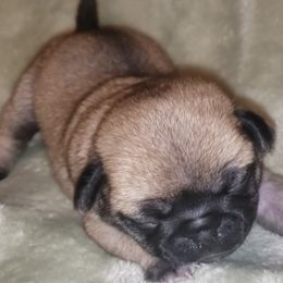 Boy 2  DANCER - Fawn male Pug puppy in Gadsden, Alabama from Carla's Pugs