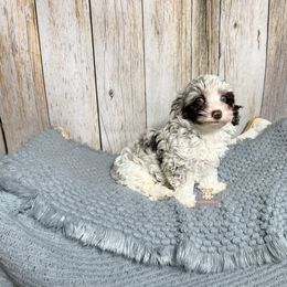 Maverick - Parti male Schnoodle puppy in Macks Creek, Missouri from Fluffy Buttz