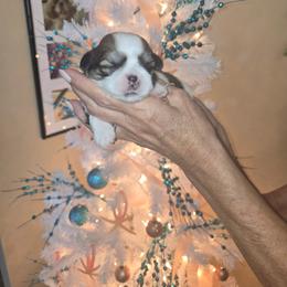 Teddy - Tricolor male Shih Tzu puppy in New Port Richey, Florida from Stanford's Shih Tzus