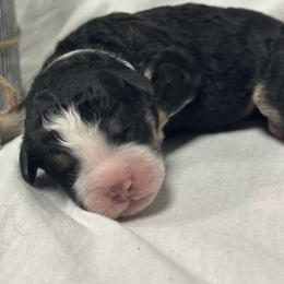 Bernedoodle puppies from Bechtel’s Tiny Bernadoodles