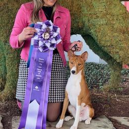 Tailor - Basenji