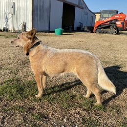 Kaycee - Australian Cattle Dog
