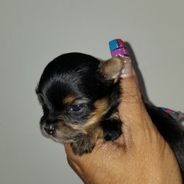 Yorkshire Terrier Puppies from Starlet Yorkies