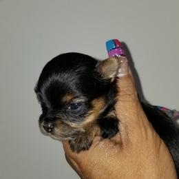 Yorkshire Terrier Puppies from Starlet Yorkies