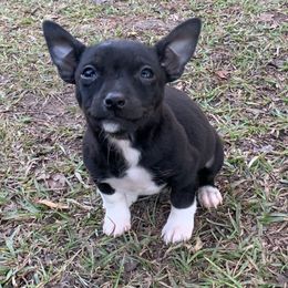Boy 1 - Black and white male Teddy Roosevelt Terrier puppy in Gadsden, Alabama from Rich Cat’s