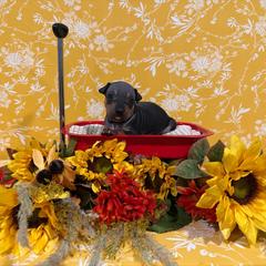 Bob - Black and tan male American Hairless Terrier puppy in Westland, Michigan from Lazuli Great Danes & Bare Necessities American Hairless Terriers
