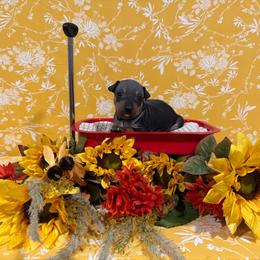 Bob - Black and tan male American Hairless Terrier puppy in Westland, Michigan from Lazuli Great Danes & Bare Necessities American Hairless Terriers