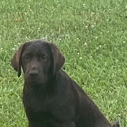 Reese - Chocolate female Labrador Retriever puppy in Maynardville, Tennessee from Three Bears Labradors