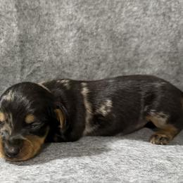 Coffee - Dapple male Dachshund puppy in Live Oak, Florida from Johnson’s Weiner Farm