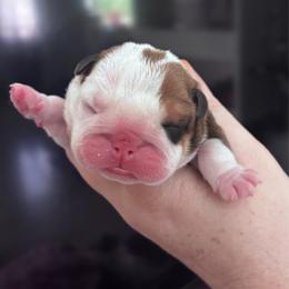 Lilly - Red and white female Bulldog puppy in Ranson, West Virginia from EMR’s Bulldogs