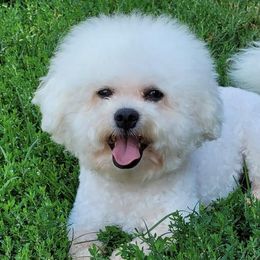 Bichon Frises from Anna's Bichon Frise