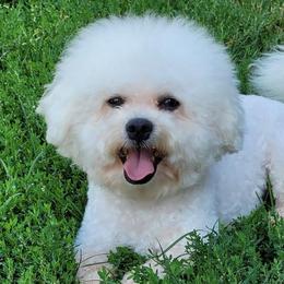 Bichon Frises from Anna's Bichon Frise