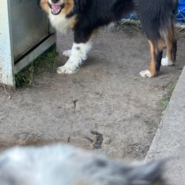 Claire Bear - Miniature Australian Shepherd