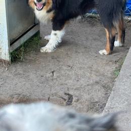 Claire Bear - Miniature Australian Shepherd