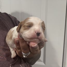 Blem 2 - Blenheim female Cavalier King Charles Spaniel puppy in Spanaway, Washington from Roy-alty Cavaliers