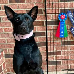 Sicily - Black brindle female Dutch Shepherd puppy in Fayetteville, North Carolina from Iron Sight K9s