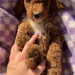 Assorted Doodle Crosses, Goldendoodle, Labradoodle, and Poodle Puppies from Ruff Country Doodles