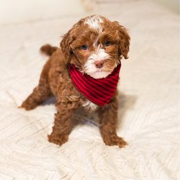 Hutson - Red  male Goldendoodle puppy in Sallisaw, Oklahoma from Huddle Puppies