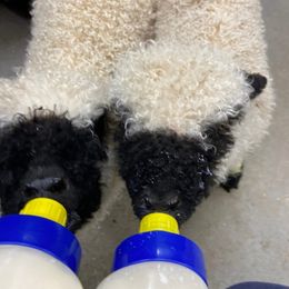 Pyrenean Mastiff All Grown Up from Bella Dulce