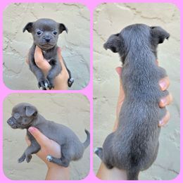 Blue f - Blue female Chihuahua puppy in Vineland, New Jersey from Royal Companion's