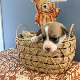 Girl 2 - female Pembroke Welsh Corgi puppy in Cumming, Georgia from Linda's Pembroke Welsh Corgis