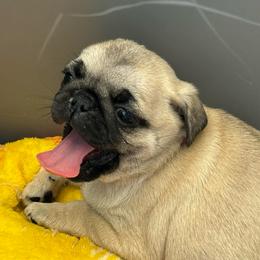 Cindy (orange collar) - Fawn female Pug puppy in Morgantown, West Virginia from Groovy Pugs