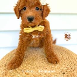 Eden - Red  female Goldendoodle puppy in Canton, Georgia from Teddy Puppies