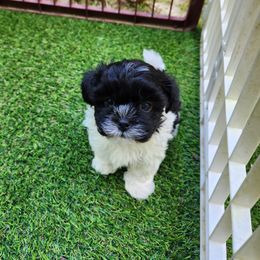 Male 1 - Black and white male Shihpoo puppy in North Dinwiddie, Virginia from Pups Furever