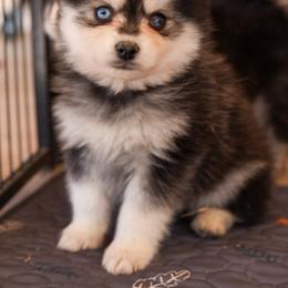Cedar - Black and white male Pomsky puppy in Mesa, Arizona from Platinum Pomskies