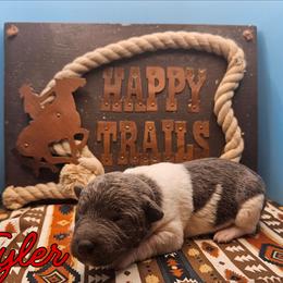 Tyler - White and blue male Rat Terrier puppy in Lynn, Alabama from Cryptic Rat Terriers