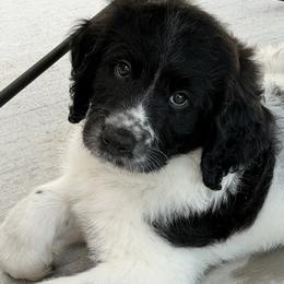Jefferson - Black and white male Assorted Doodle Crosses puppy in Coweta, Oklahoma from Storybook Doodles
