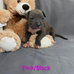 Pink and Black Collar Female - Blue female American Pit Bull Terrier puppy in Pensacola, Florida from Alpha Alliance Kennels