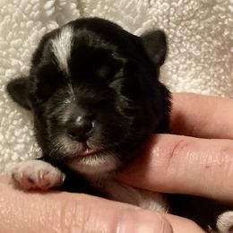 Maltipoo, Morkie, and Yorkipoo Puppies from Danza Bolo