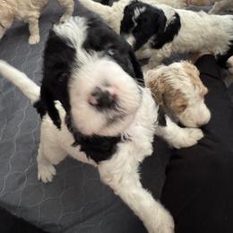 Bernedoodle and Double Doodle Puppies from ETX Dandy Doodle